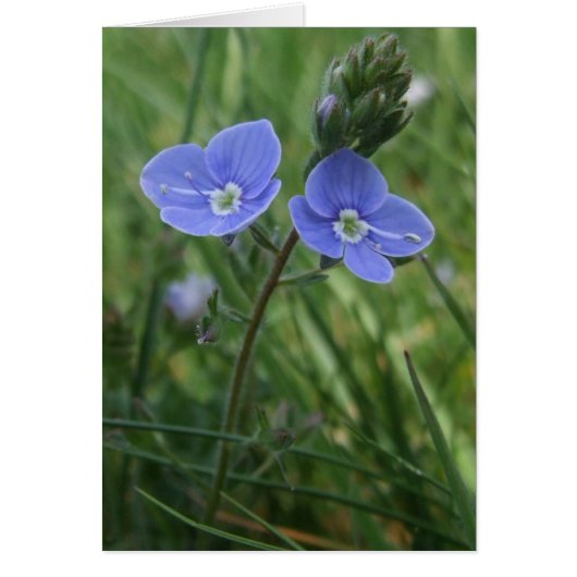 Speedwell Blue Flowers Kaart (Voorkant)