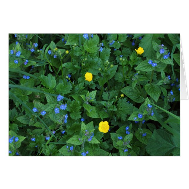 Speedwell en Buttercups (Voorkant Horizontaal)
