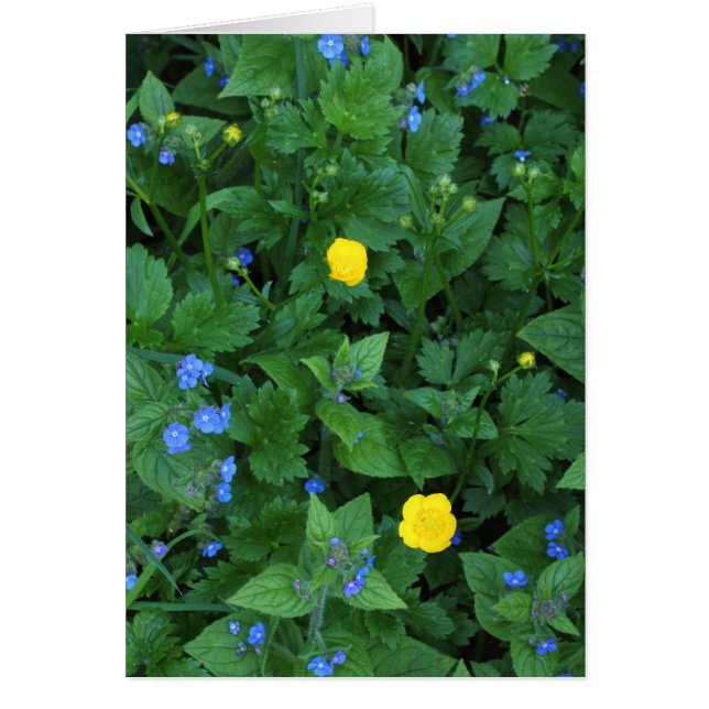 Speedwell en Buttercups (Voorkant)