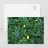 Speedwell en Buttercups Briefkaart (Voorkant / Achterkant)