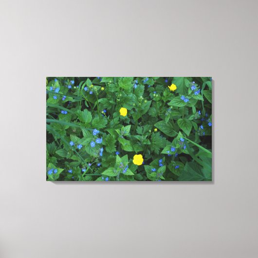 Speedwell en Buttercups Canvas Afdruk (Voorkant)