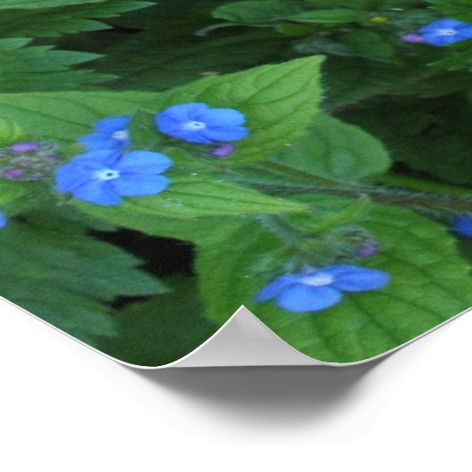 Speedwell en Buttercups Poster (Hoek)