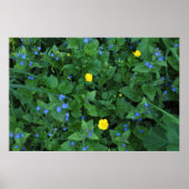 Speedwell en Buttercups Poster (Voorkant)