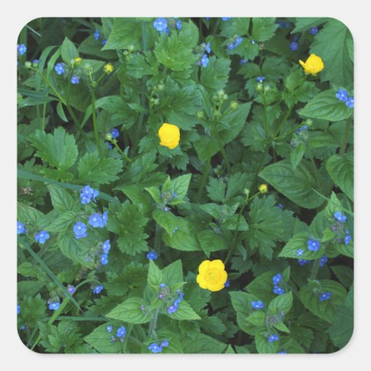 Speedwell en Buttercups Vierkante Sticker (Voorkant)