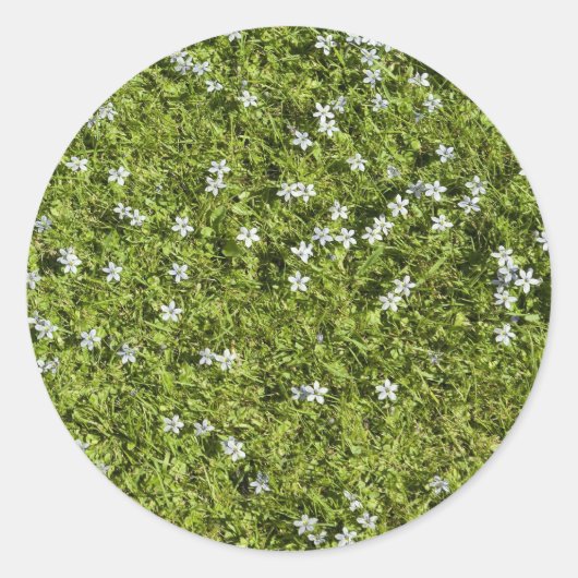 Speedwell Sticker (Voorkant)