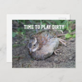 Speel Dirty, Bob White Quail die een vuile bad pak Briefkaart (Voorkant / Achterkant)