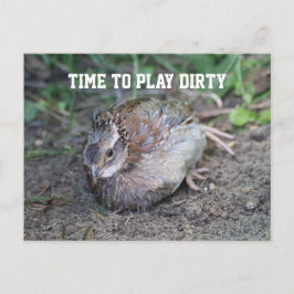Speel Dirty, Bob White Quail die een vuile bad pak Briefkaart