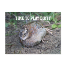 Speel Dirty, Bob White Quail die een vuile bad pak