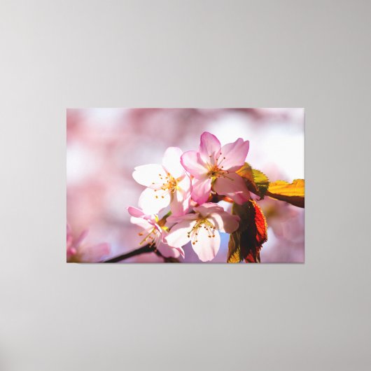 Speel van zonlicht en schaduw op Sakura bloemblaad Canvas Afdruk (Voorkant)