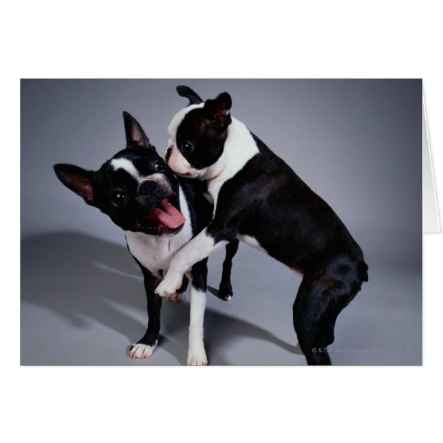Speelbare Boston Terriers (Voorkant Horizontaal)