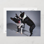 Speelbare Boston Terriers Briefkaart (Voorkant / Achterkant)