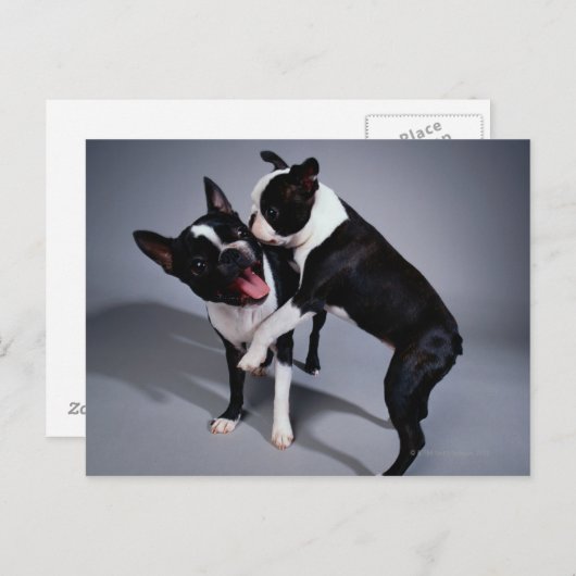 Speelbare Boston Terriers Briefkaart (Voorkant / Achterkant)
