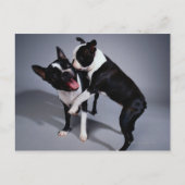 Speelbare Boston Terriers Briefkaart (Voorkant)