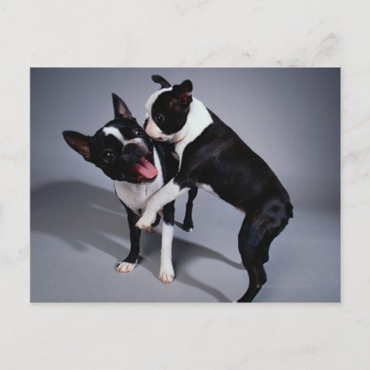 Speelbare Boston Terriers Briefkaart (Voorkant)