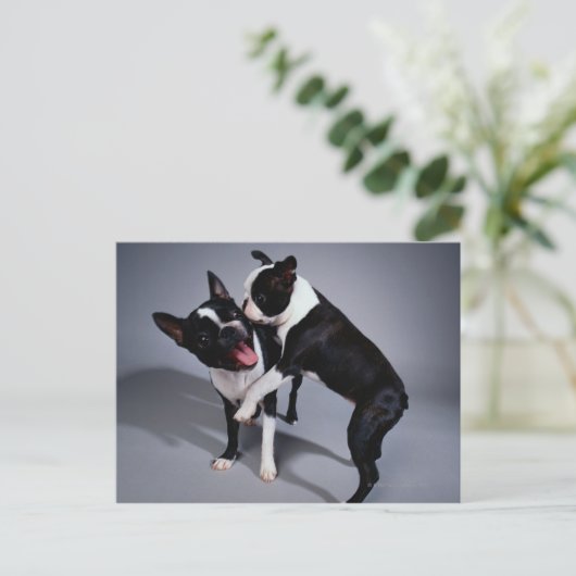 Speelbare Boston Terriers Briefkaart (Staand voorkant)
