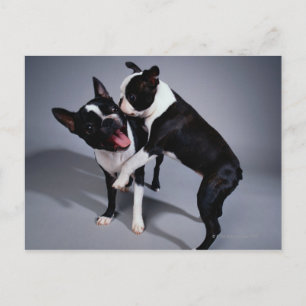 Speelbare Boston Terriers Briefkaart