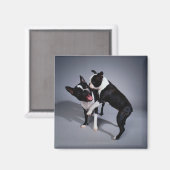 Speelbare Boston Terriers Magneet (Voorkant / Achterkant)