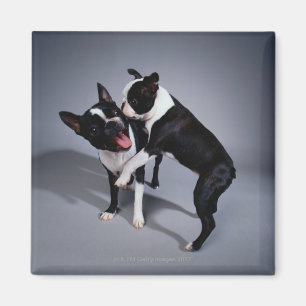 Speelbare Boston Terriers Magneet