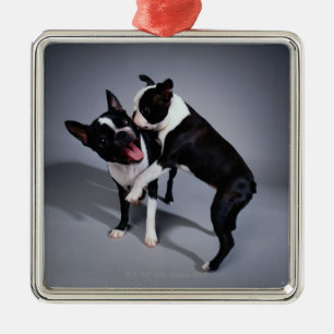 Speelbare Boston Terriers Metalen Ornament