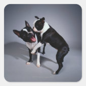 Speelbare Boston Terriers Vierkante Sticker (Voorkant)