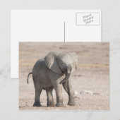 Speelbare jonge olifant briefkaart (Voorkant / Achterkant)