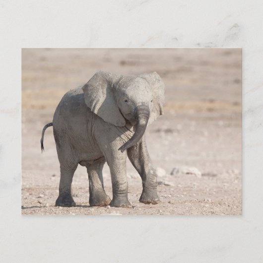 Speelbare jonge olifant briefkaart (Voorkant)
