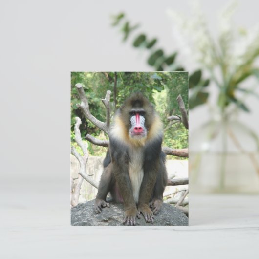 Speelbare, schattige, slimme en vriendelijke bavia briefkaart (Staand voorkant)