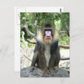 Speelbare, schattige, slimme en vriendelijke bavia briefkaart (Voorkant / Achterkant)