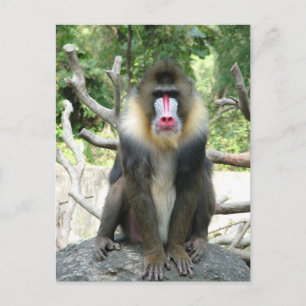 Speelbare, schattige, slimme en vriendelijke bavia briefkaart