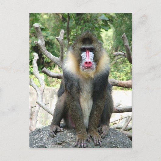 Speelbare, schattige, slimme en vriendelijke bavia briefkaart (Voorkant)