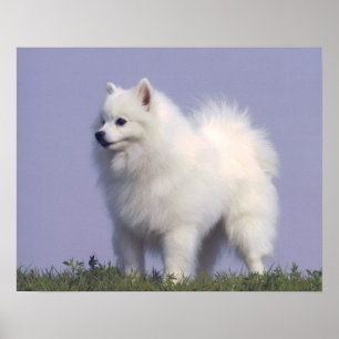 Speelgoed American Eskimo Dog Print