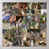 Speelgoed Meerkats Large Photo Collage Poster (Voorkant)