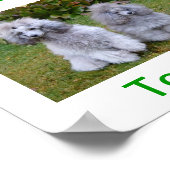 Speelgoed Miniatuur Poodle Dog Adoptions Today Sig Poster (Hoek)