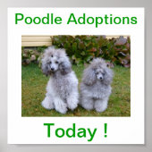 Speelgoed Miniatuur Poodle Dog Adoptions Today Sig Poster (Voorkant)