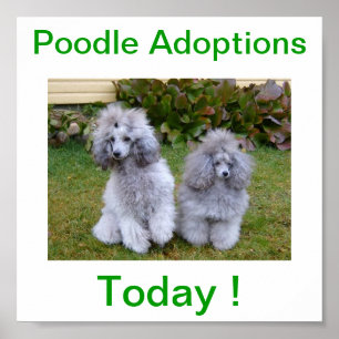 Speelgoed Miniatuur Poodle Dog Adoptions Today Sig Poster