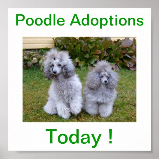 Speelgoed Miniatuur Poodle Dog Adoptions Today Sig Poster (Voorkant)