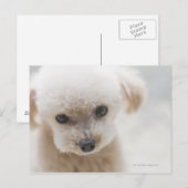 speelgoed poedel briefkaart (Voorkant / Achterkant)