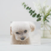 speelgoed poedel briefkaart (Staand voorkant)