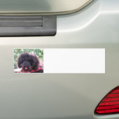 Speelgoed Poodle Black Bumpersticker (Op auto)