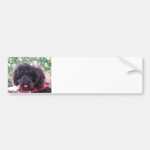 Speelgoed Poodle Black Bumpersticker