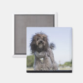 speelgoed poodle met t-shirt magneet (Voorkant / Achterkant)