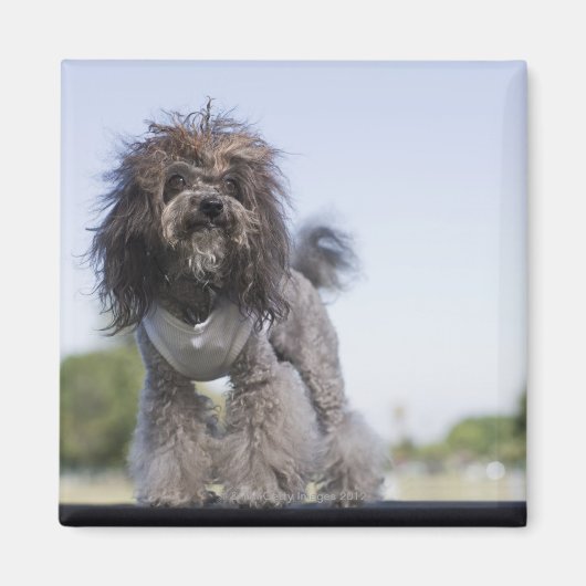 speelgoed poodle met t-shirt magneet (Voorkant)