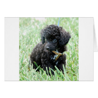 Speelgoed Poodle Puppy