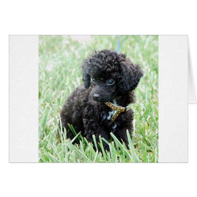 Speelgoed Poodle Puppy (Voorkant Horizontaal)
