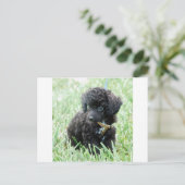 Speelgoed Poodle Puppy Briefkaart (Staand voorkant)