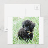 Speelgoed Poodle Puppy Briefkaart (Voorkant / Achterkant)