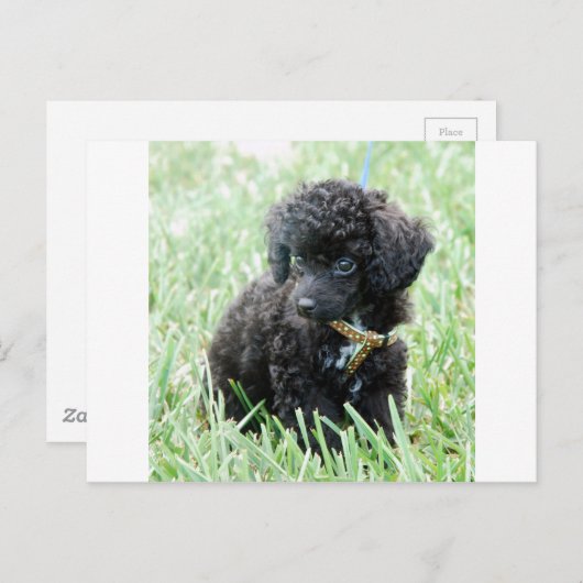 Speelgoed Poodle Puppy Briefkaart (Voorkant / Achterkant)