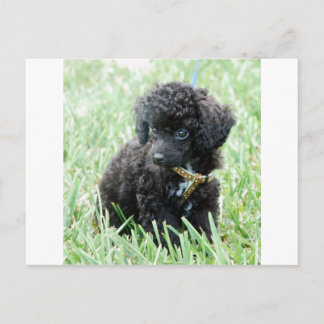 Speelgoed Poodle Puppy Briefkaart