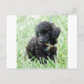 Speelgoed Poodle Puppy Briefkaart (Voorkant)