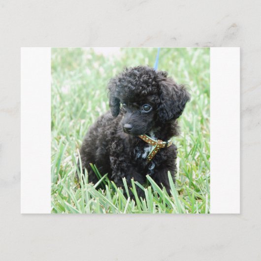Speelgoed Poodle Puppy Briefkaart (Voorkant)